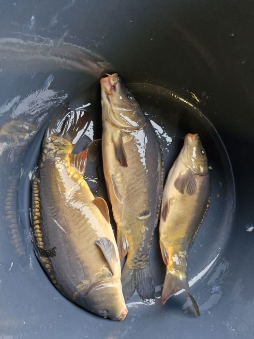 Karp. Amur. Lin. Szczupak