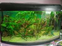 Zestaw akwarium, filtr rybki, roślinki