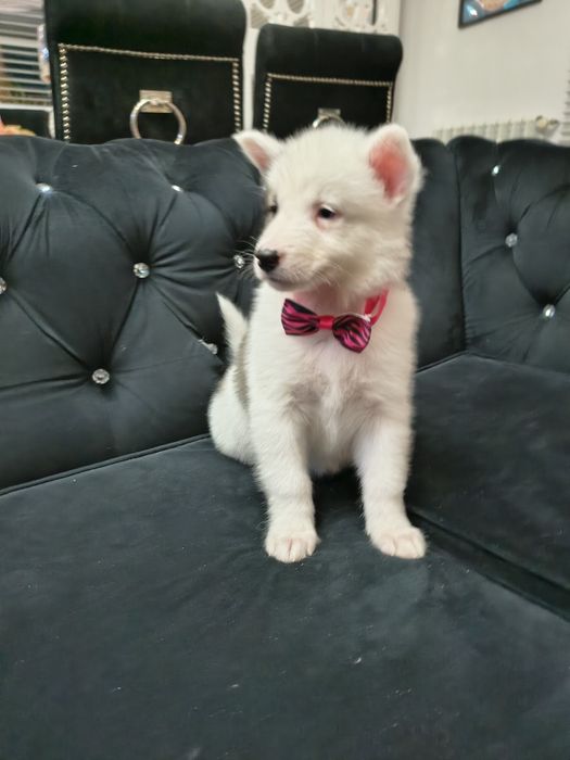 Suczka Atena łajka jakucka FCI umowa wyprawka chip po pięknej parze