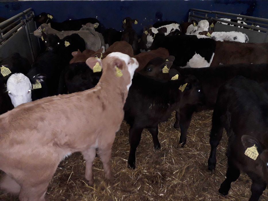 Cielęta, cielaki, byczki oraz jałówki mięsne, MM,MS,HF transport