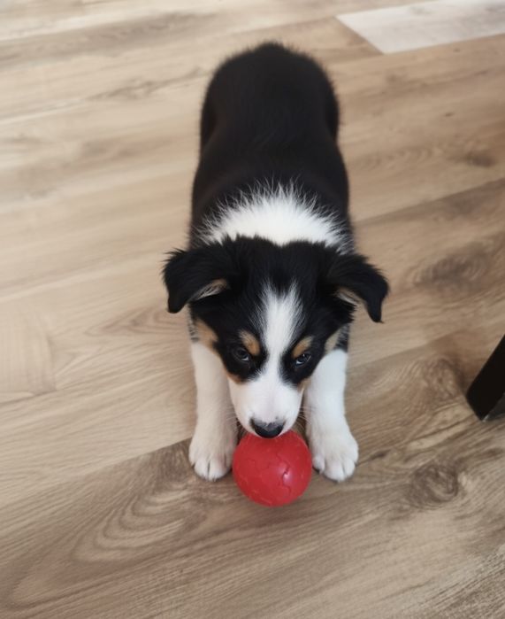 Border collie szczeniak suczka gotowa na zmianę domu