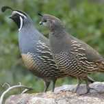 Casal de perdiz da Califórnia