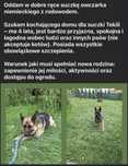 oddam owczarka niemieckiego suczke 4 letnia w dobre rece