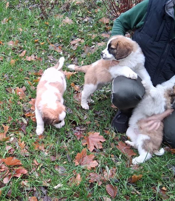 Szczenięta w typie Bernardyna