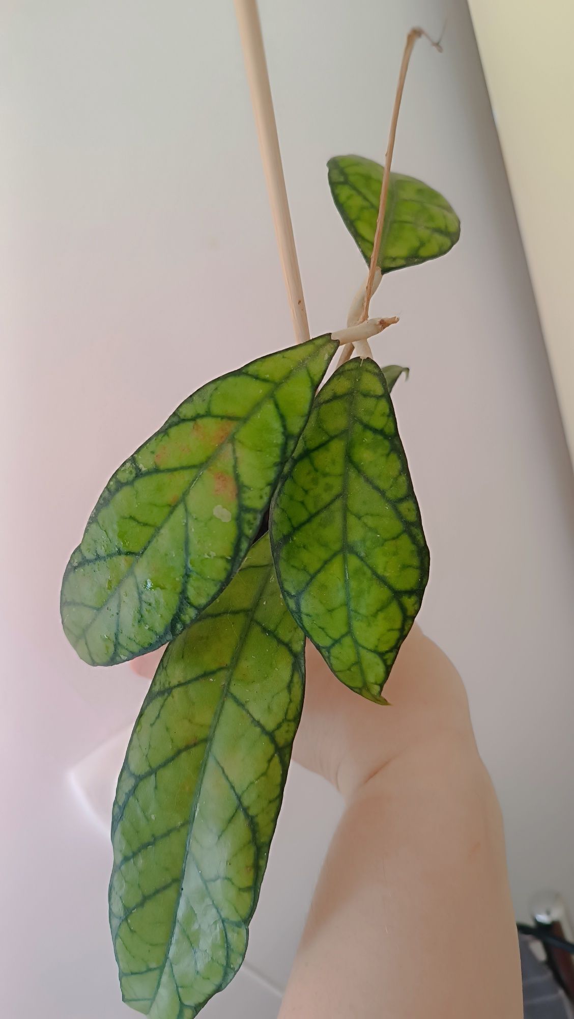 Hoya hoja Callistophylla Long Leaves cała, z pączkami