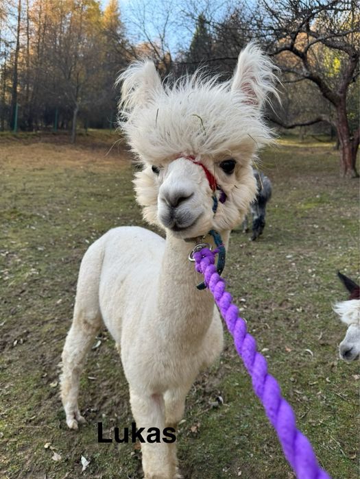 Alpaki na sprzedaż