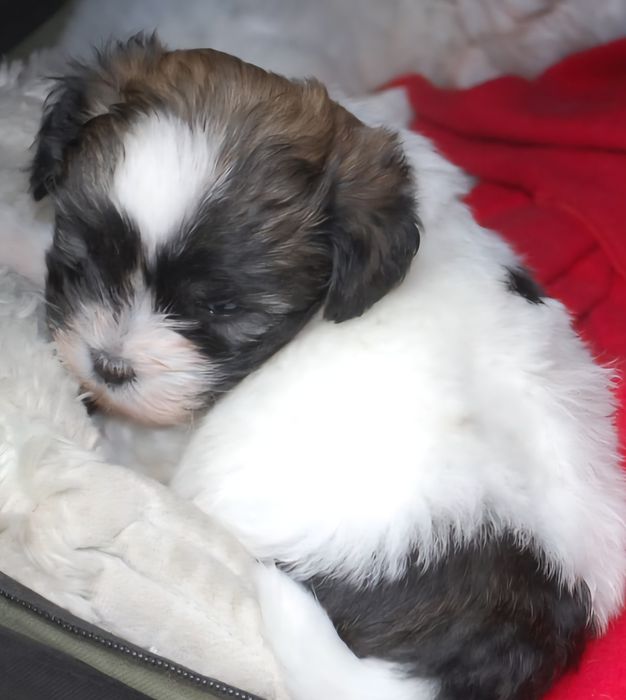 Coton de Tulear ZkwP/ FCI