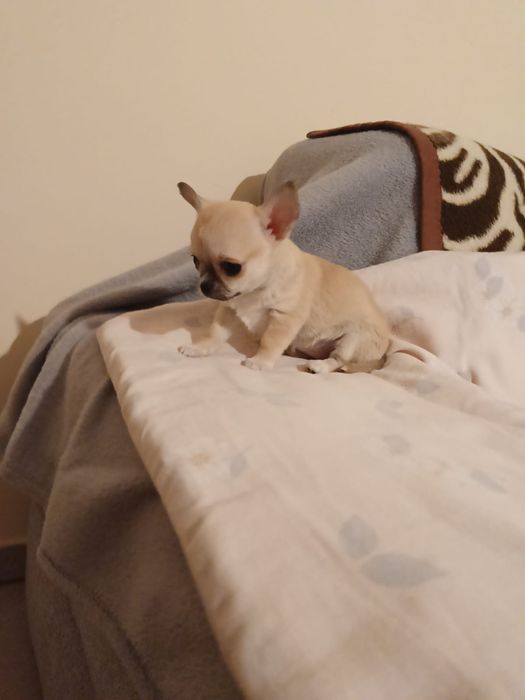 Malutka dziewczynka chihuahua