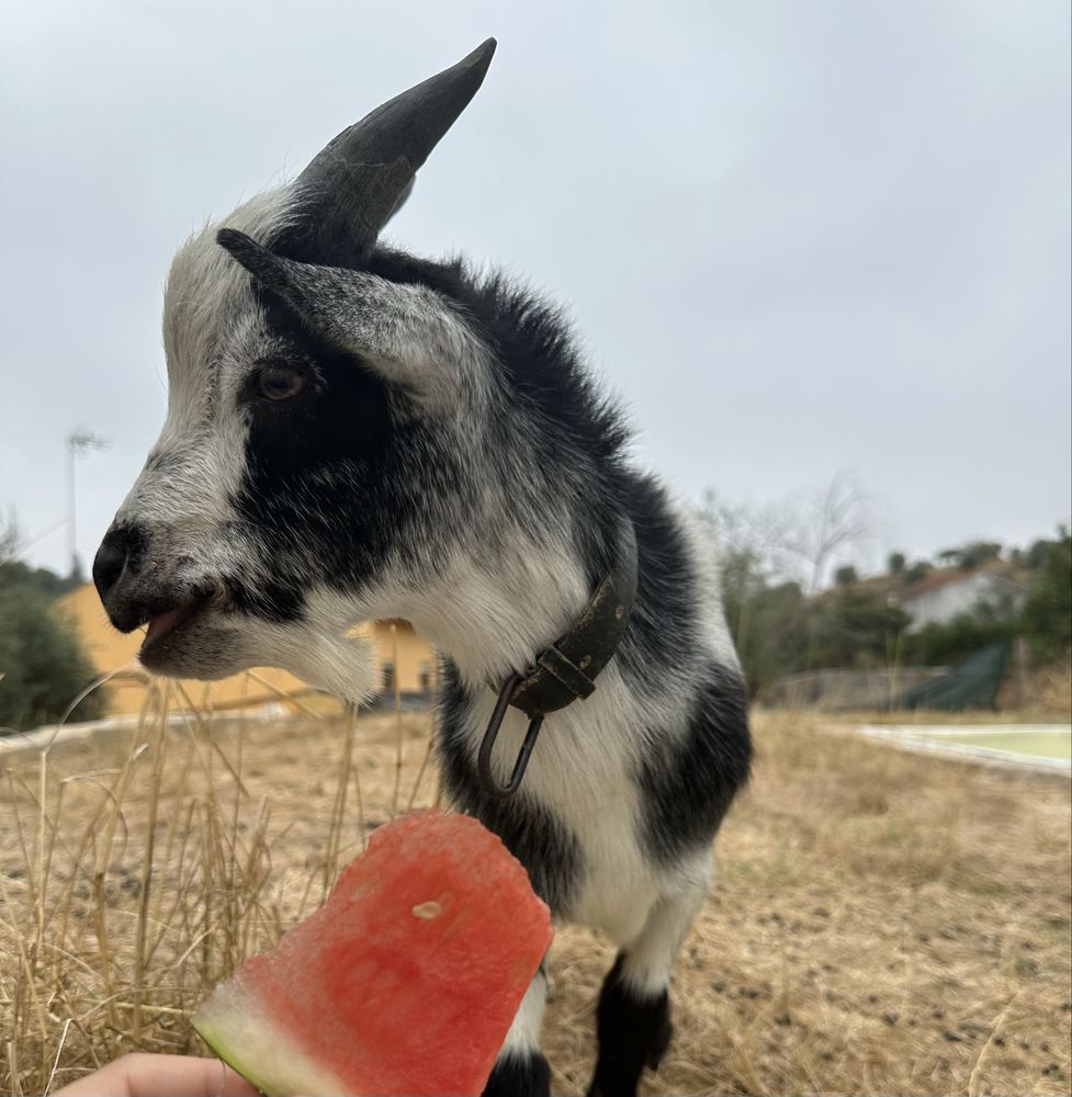 Cabrito anão para venda
