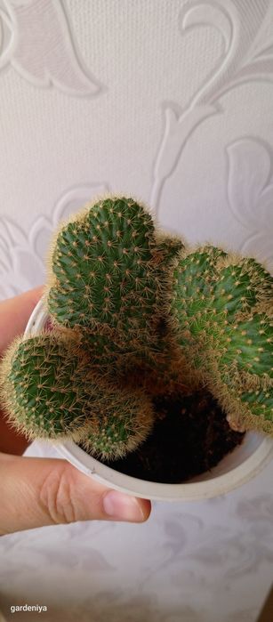 Сінгоніум пілея гібіскус вар сансевієрія лірата