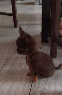 Chihuahua, czekoladowa długowłosa dziewczynka
