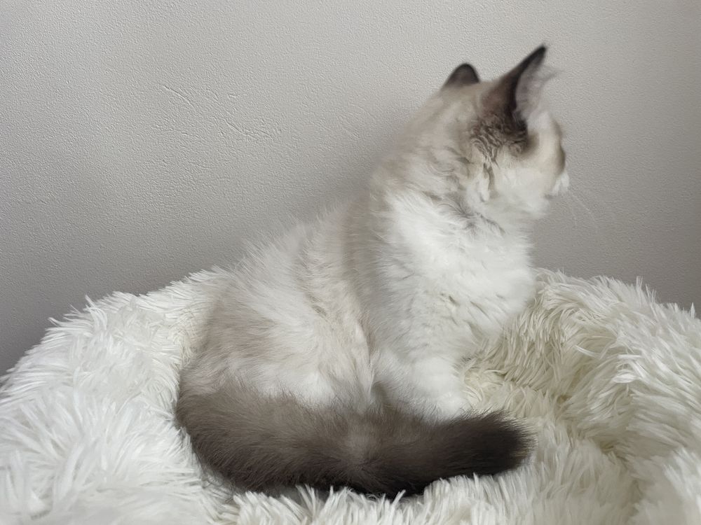 Kocurek Ragdoll FPL-FIFe gotowy do wyjazdu