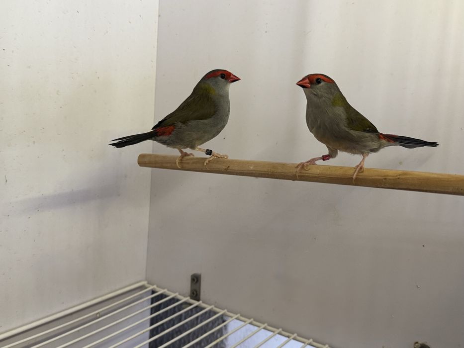 Exóticos Diamante de Sidney - Peito Celeste "Azulitos”