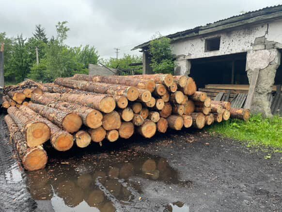 Сосна кругляк пиловочник