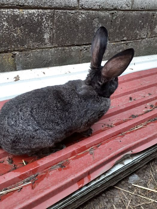 Sprzedam samice rasy mieszanej