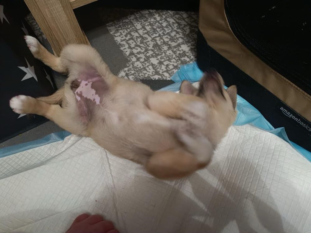 Cudowna sunia 3,5 miesieczna szuka domku