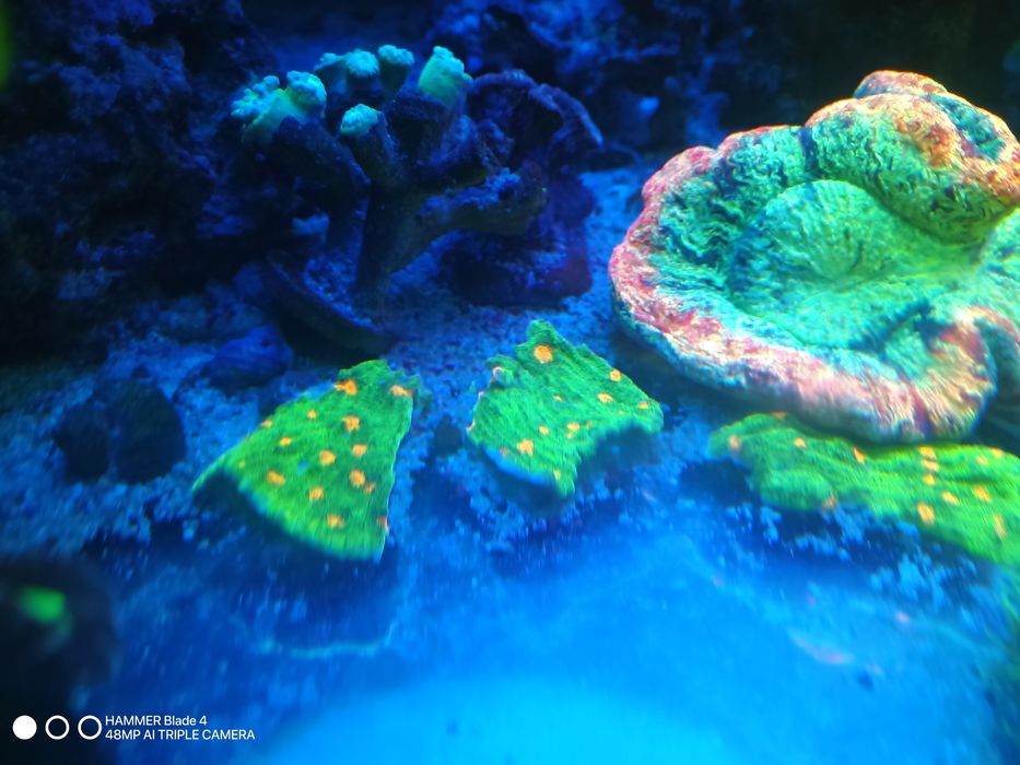 Korale euphyllia akwarium morskie