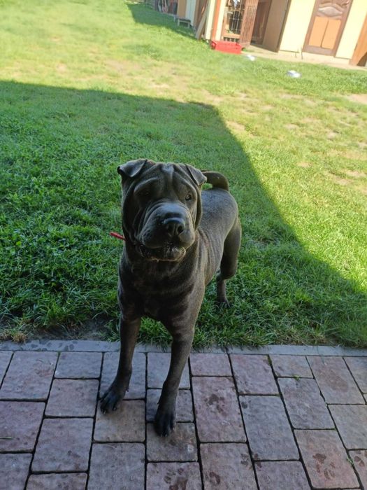 Eter Shar Pei, czarny z rodowodem,  po zagranicznych rodzicach FCI