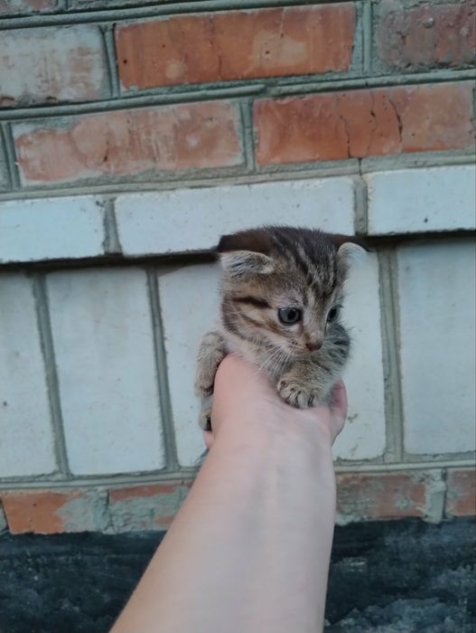 Продам весловухи кошиня британської породи