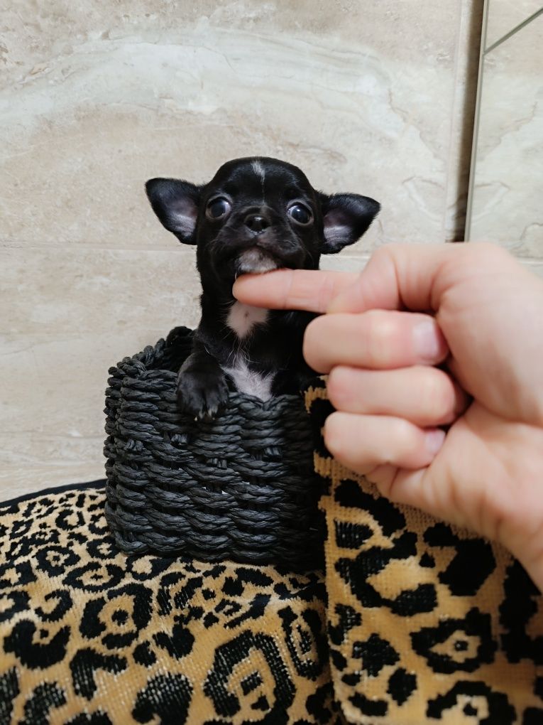 Chihuahua czarny