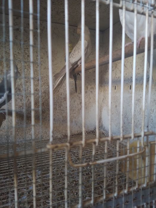 Caturras Face branca, Canela Face Branca e Albina