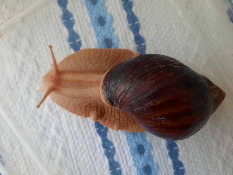 Взрослая пара улиток Ахатин