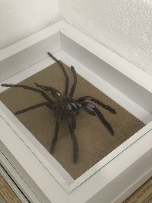 Ptasznik eksponat biologiczny wylinka ptasznika pająka w ramce prezent