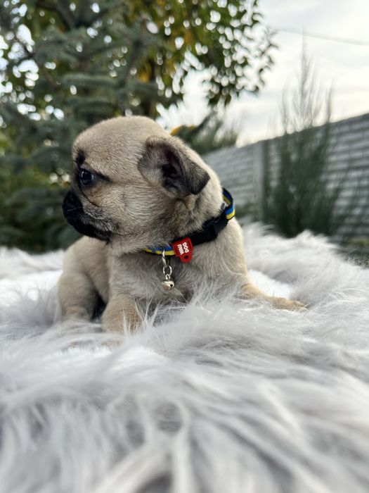 Красуня мопс ))