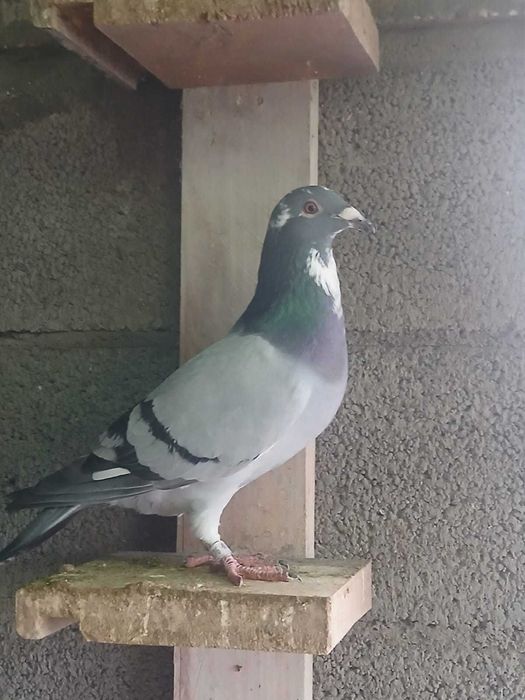 Pombos correios 2025