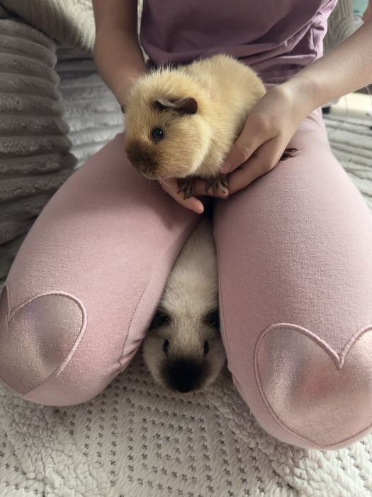 Swinki morskie  rasy Us Teddy