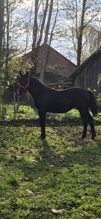 Klacz klaczka źrebica śląska