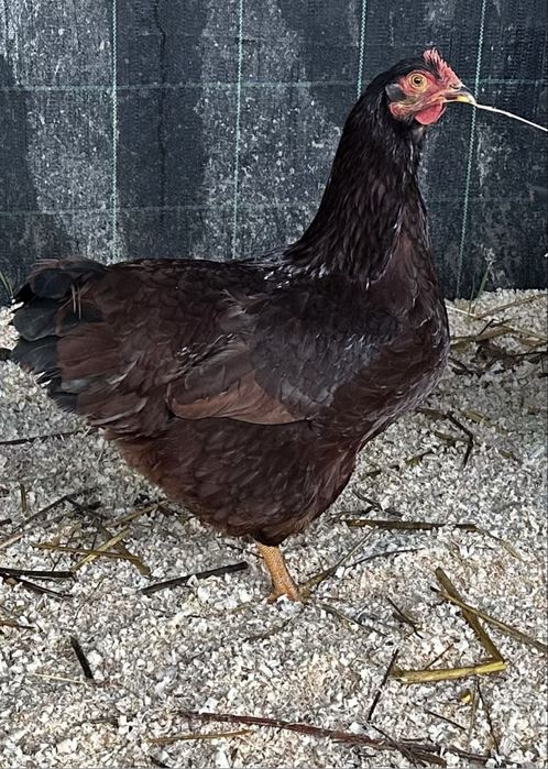 Rhode island red ovos