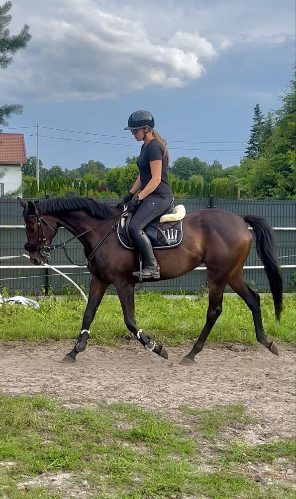 Klacz skarogniada skoki 8 letnia
