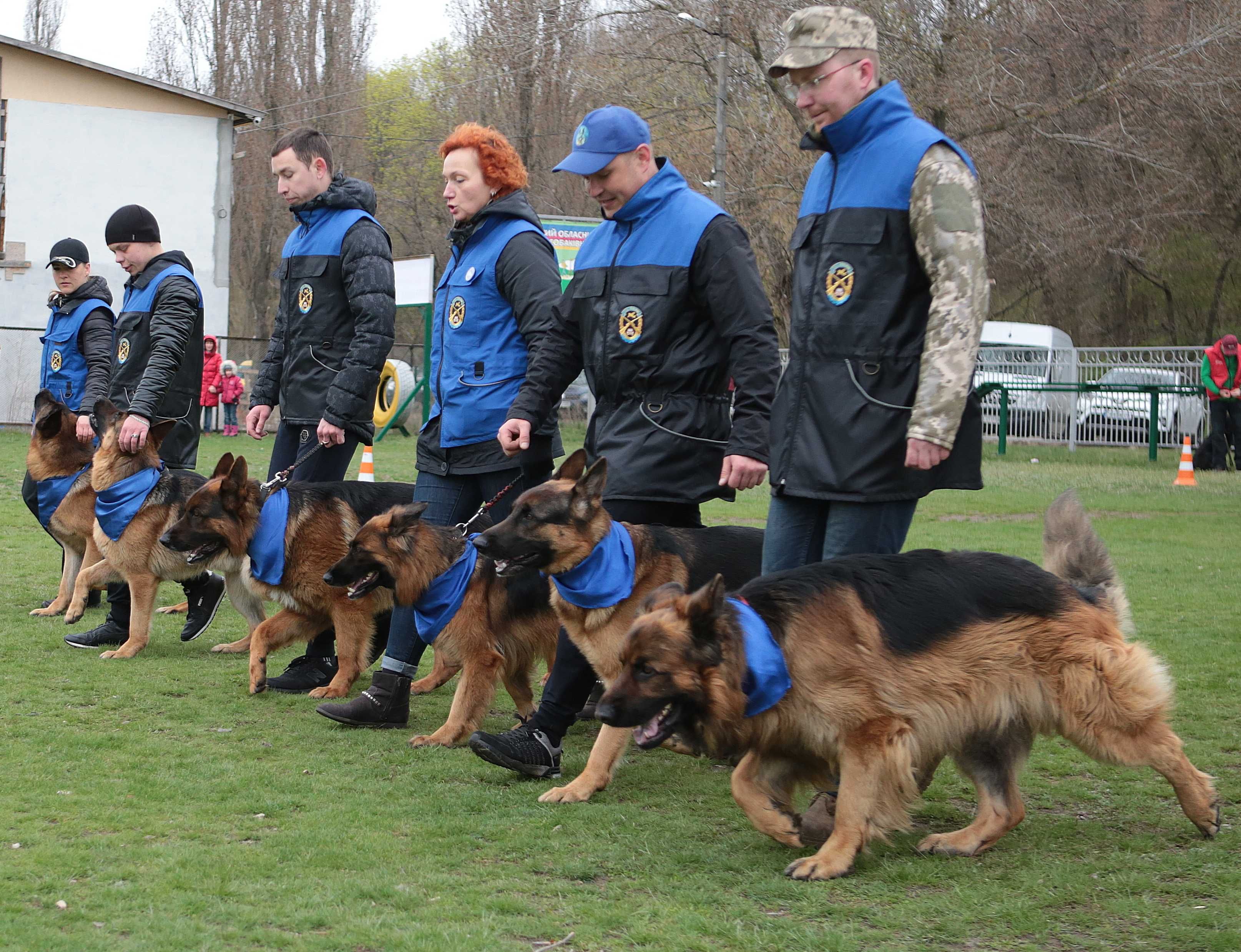 Німецька вівчарка.