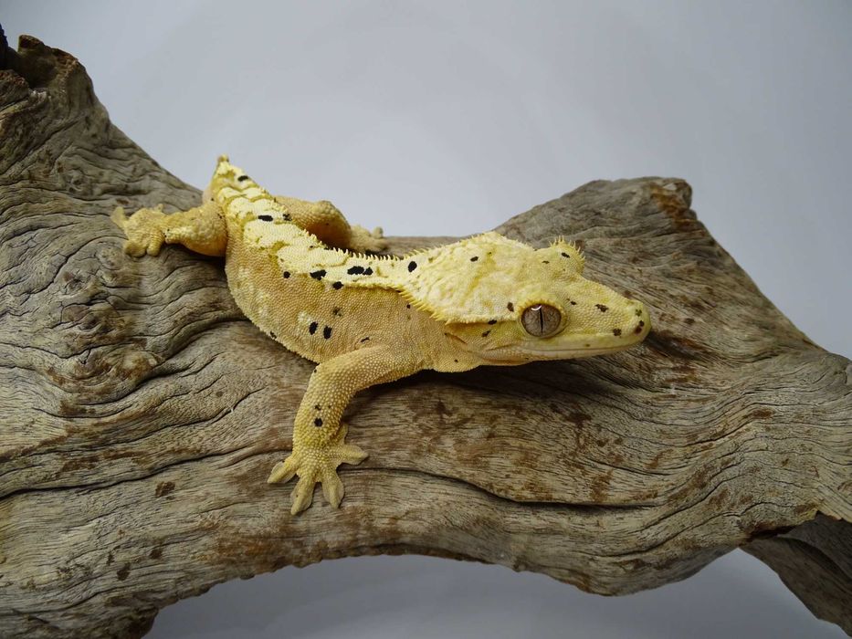 Gekon Orzęsiony samiec Dalmatian