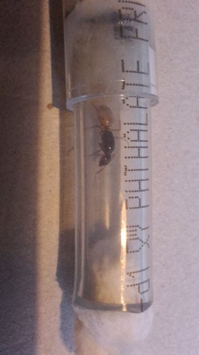 Camponotus fedtschenkoi