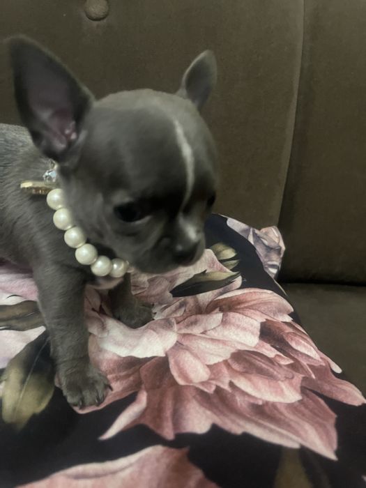 Szczeniaczek chihuahua