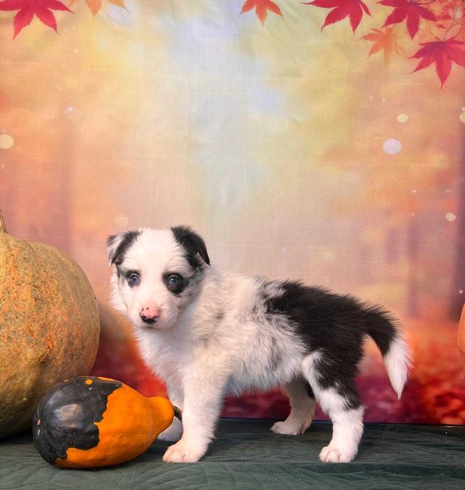 szczeniak pies Border Collie ZKwP(FCI) blue-merle