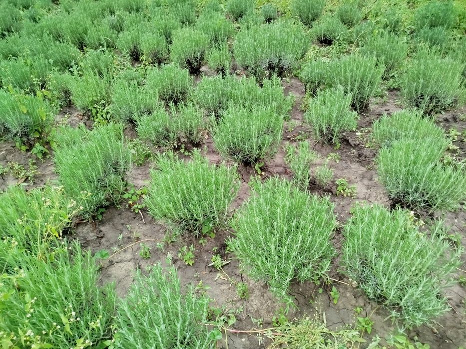 Лаванда Хідкот фіолетова