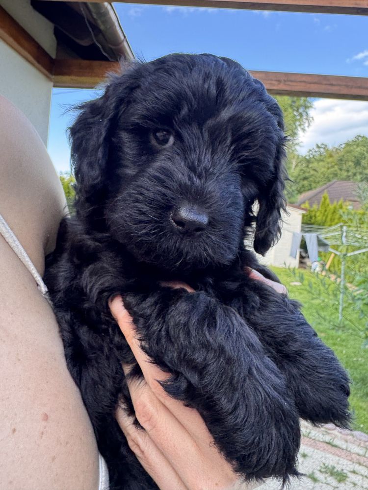 Śliczna dziewczynka Golden Doodle f1b mini