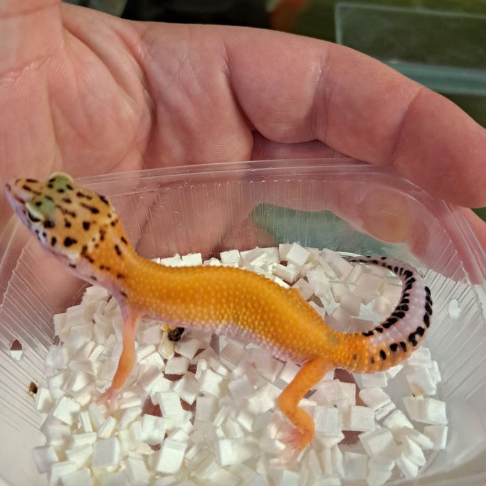 Gekon, eublefar lamparci w GRUBY KOCUR Rzeszów