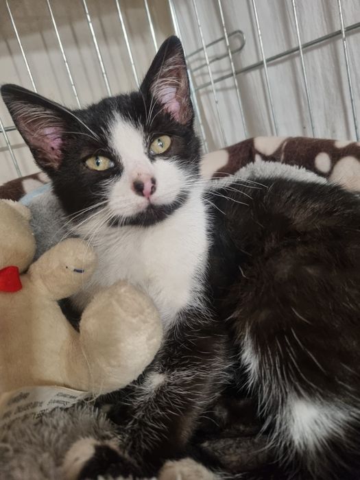 Cudny kocurek Piotruś szuka domu