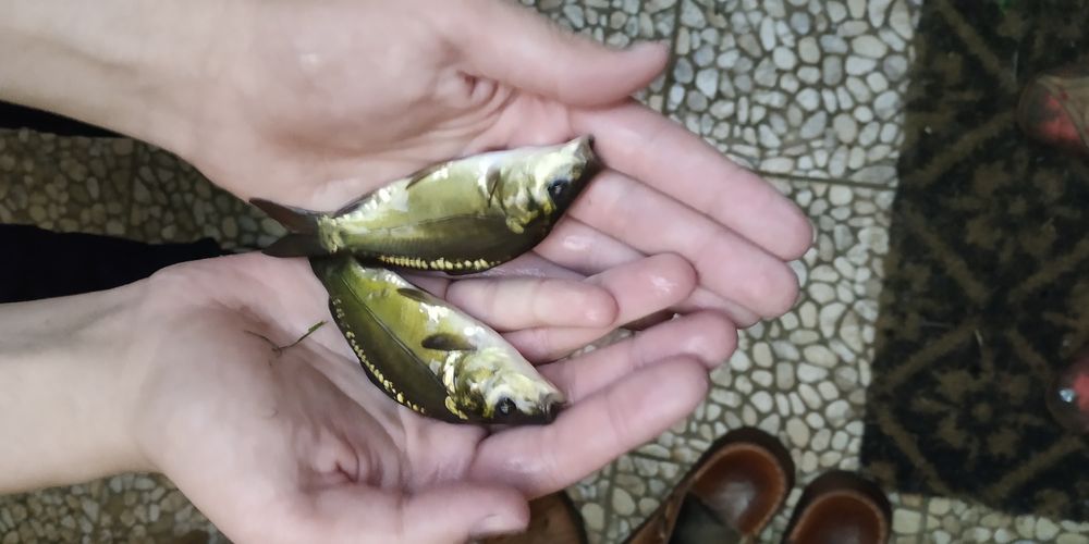 Narybek karpia karp królewski i pełnołuski sazan dowóz