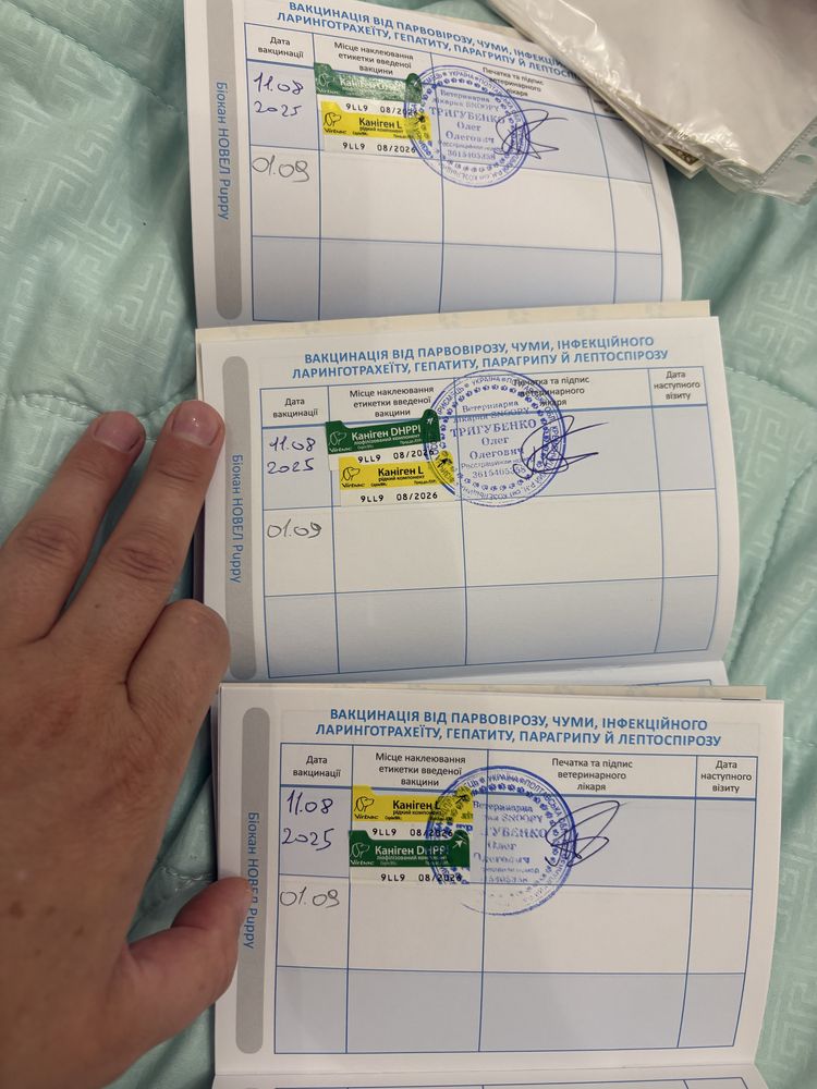 Цуценята, які закохають з дотиику лапки-бігль,  народились  19.06.2025