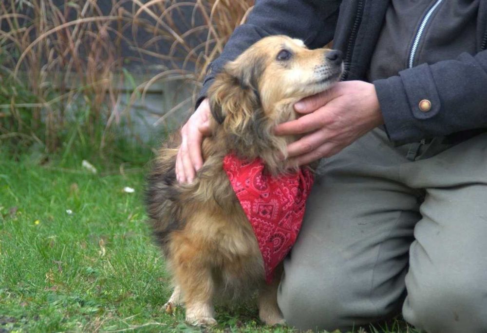 Malutki niewidomy piesek Kapi szuka domu na zawsze!