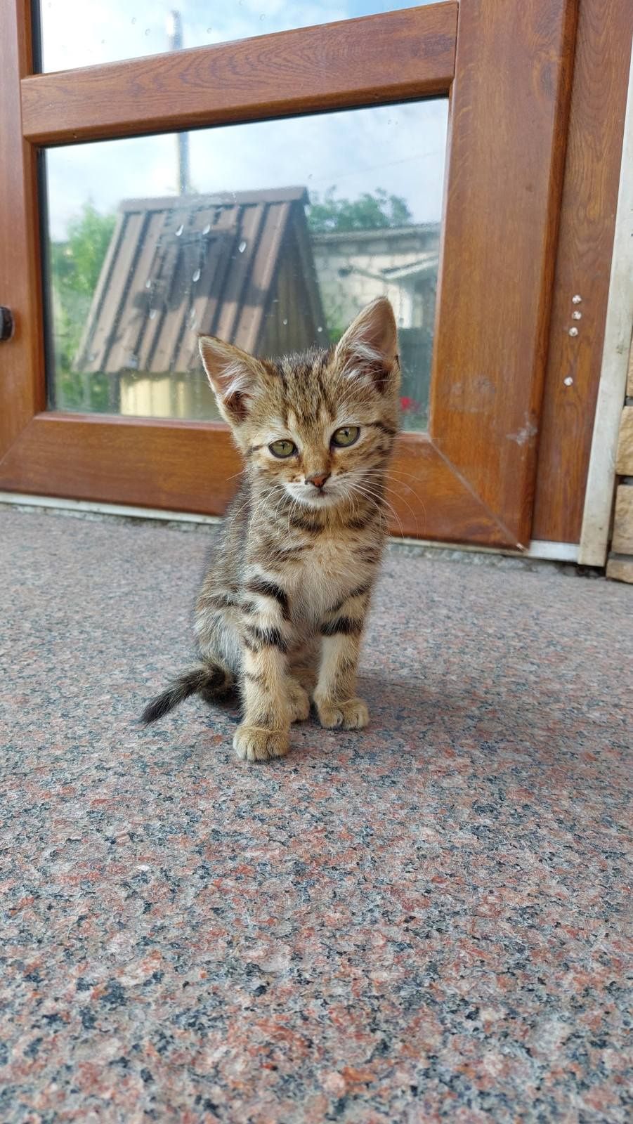 Ігриві кошенята.