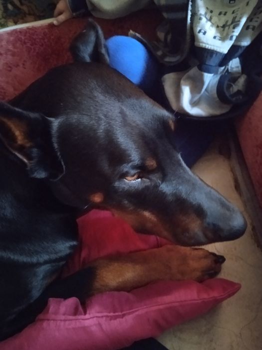 2-А кобеля добермана на вязку.Гром 5 лет.Бумер 1 г 4 месяца.Собаки с д