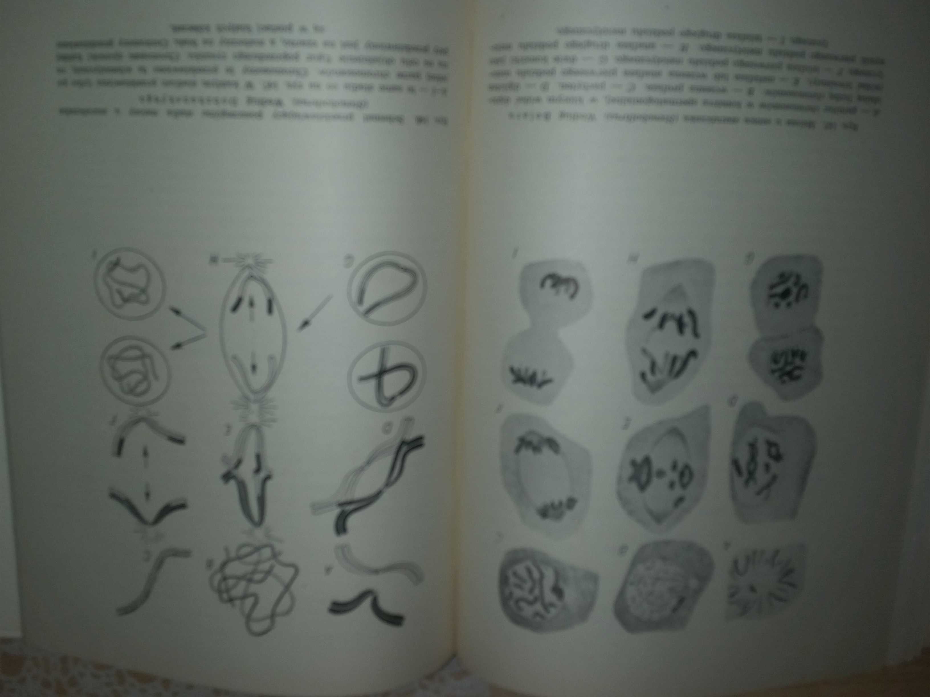 Genetyka Edmund Malinowski PWN 1958 stara książka biologia