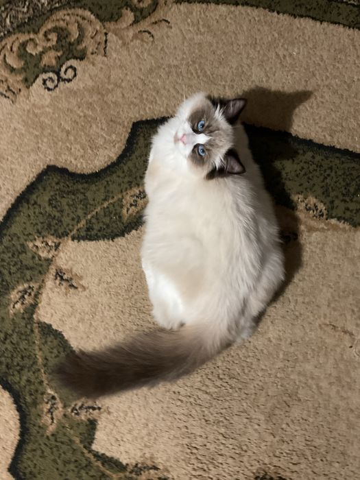 Kocurek seal bicolour