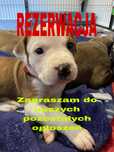 AMSTAFF ZKWP/FCI Szczenieta American Staffordshire Terrier